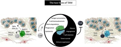 The Remarkable Plasticity of Macrophages: A Chance to Fight Cancer